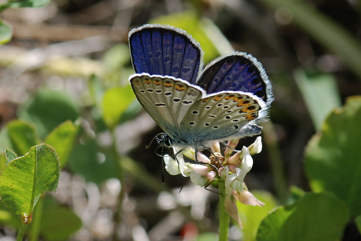 Plebejus argyrognomon?